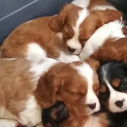 Cavalier King Charles Spaniels from Mainely Cavalier's