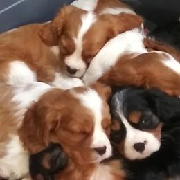 Cavalier King Charles Spaniels from Mainely Cavalier's