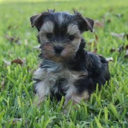 Finn - Black and gold male Yorkshire Terrier puppy in Eastland, Texas from Peach Yorkies