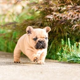 French Bulldog Puppies from Von Bales French Bulldogs
