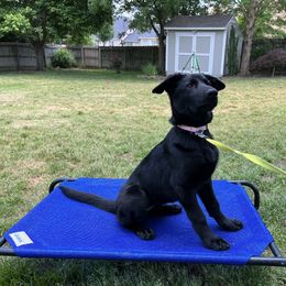 German Shepherd Puppies from Paws Of Germany