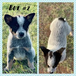 Boy 2 - Blue speckled male Australian Cattle Dog puppy in Prague, Oklahoma from S&B Cattle Co.