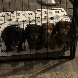 Dachshund Puppies from Brittany Thompson