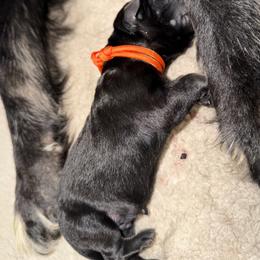 Orange Male - Bi-color male German Shepherd puppy in Saratoga Springs, Utah from Vom Stille Teufelshunde Kennels