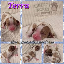 Terra - Blenheim female Cavalier King Charles Spaniel puppy in Oppelo, Arkansas from Liberty Acres Puppies