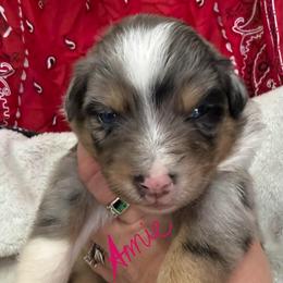Annie - Blue merle female Australian Shepherd puppy in Stanford, Kentucky from Red Feather Aussies