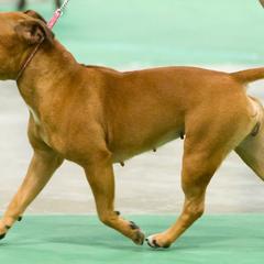 Staffordshire Bull Terriers from K8'sK9s and MedCity Staffords
