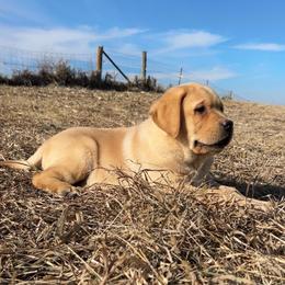 Rusty - Labrador Retriever