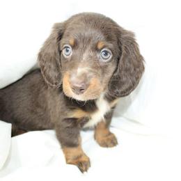 Dachshund Puppies from Mulberry Dachshunds
