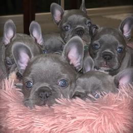 French Bulldog Puppies from Legends Frenchton's and French Bulldogs