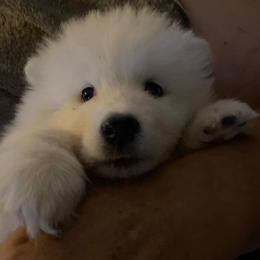 Samoyed Puppies from Pyles Of Smiles