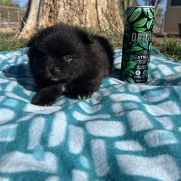 Pomeranian Puppies from Royal Paws Of Colorado