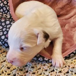 Lily - White female Sheepadoodle puppy in Bellevue, Iowa from Fluffy Wonders Poms and Doodles
