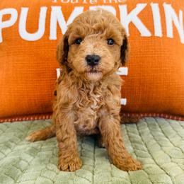 Russell - Apricot male Goldendoodle puppy in Auburn, Indiana from Martin’s Doodles