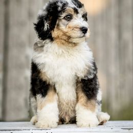 Assorted Doodle Crosses and Bernedoodle Puppies from Rock N Roll Doodles