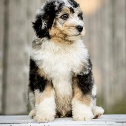 Assorted Doodle Crosses and Bernedoodle Puppies from Rock N Roll Doodles