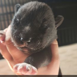 Siberian Husky Puppies from Spirit of the Moon Siberians