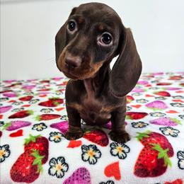 Chocolate and tan female - Chocolate and tan female Dachshund puppy in Belle Rive, Illinois from Akin's Miniature Dachshunds, LLC