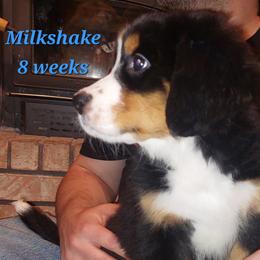 Milkshake - Tri-color female Bernese Mountain Dog puppy in Shawnee, Oklahoma from Little House