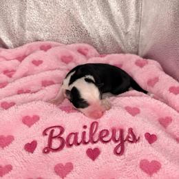 Baileys - Black & white female Miniature Australian Shepherd puppy in Bronson, Iowa from Crazy Acres Aussies