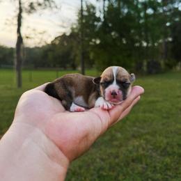 Bentley - Fawn and white male American Corgi puppy in Inverness, Florida from Canaan Farm Corgis