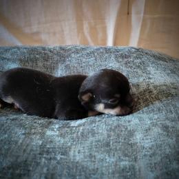 Tiny Lil One - Black and tan male Chihuahua puppy in Weatherford, Texas from Small and Mighty Chihuahuas