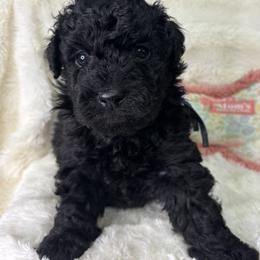 Raz - Rasberry - Black male Goldendoodle puppy in Cleveland, Georgia from The O.G. Doodles