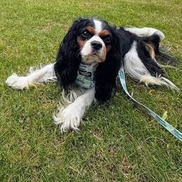 Dobby - Cavalier King Charles Spaniel