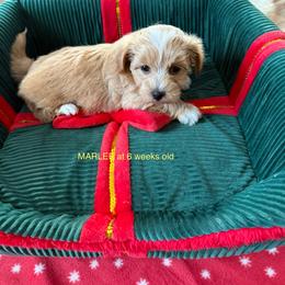 Marlee - Fawn female Havanese puppy in Hudson, New York from Havanese of Claverack and Hudson Valley Labradors