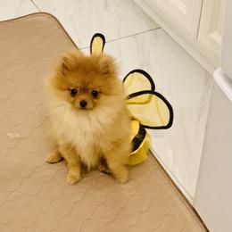 Pomeranian Puppies from Halo Poms