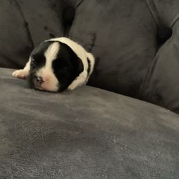 Dott - White and black female Papillon puppy in Diana, Texas from The Barking Cow Farms