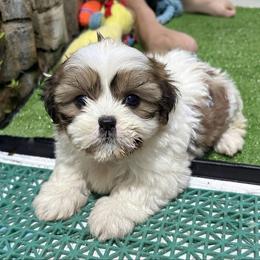 Gaia - Tricolor female Shih Tzu puppy in Bourne, Massachusetts from Shih Tzu Pups