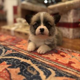 Burgundy collar female - Sable female Pembroke Welsh Corgi puppy in Grantsville Md, Maryland from Standing Oaks Kennel