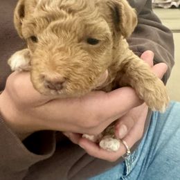 Assorted Doodle Crosses Puppies from Kovalenko Poodles