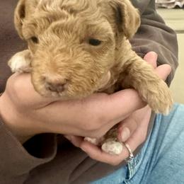 Assorted Doodle Crosses Puppies from Kovalenko Poodles