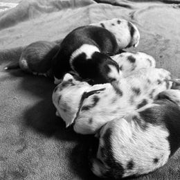Australian Shepherd Puppies from NewFound Lake Aussies