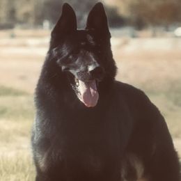 Karlos - German Shepherd