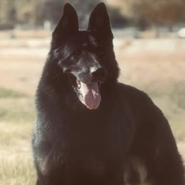 Karlos - German Shepherd