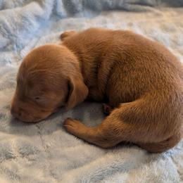 Axel - Gray (blue) male Dachshund puppy in Marshall, Texas from Wilson's Kennels