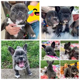 French Bulldog Puppies from Stonecreek Bulldogs