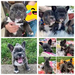 French Bulldog Puppies from Stonecreek Bulldogs
