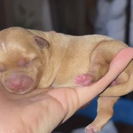 Yorkshire Terrier Puppies from Sasha's Yorkie Pups