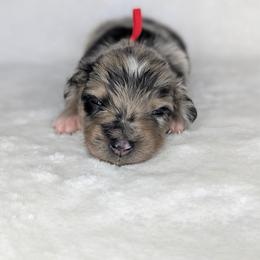 Red Collar - Red merle male Australian Shepherd puppy in Coulee City, Washington from Mr and Mrs Doodle Farm