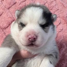 Iris - Merle female Pomsky puppy in Venus, Pennsylvania from Hemlock Pines Pomsky