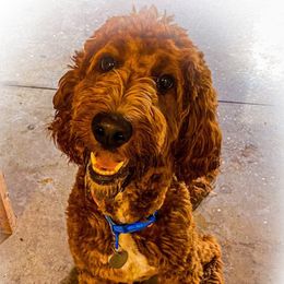 Labradoodle puppies from Kelly’s Doodles
