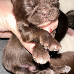 Chocolate female - Chocolate female Shih Tzu puppy in Phillipsburg, New Jersey from Debilyn’s Shih Tzu’s