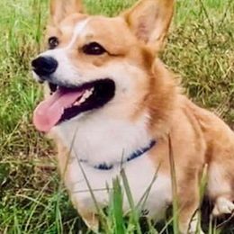 Pembroke Welsh Corgi All Grown Up from Robbie's Hobby Corgi's