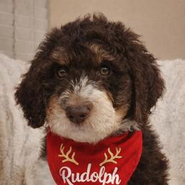 Rudolph - Parti male Goldendoodle puppy in Orange Park, Florida from Evergrace Farm Doodles