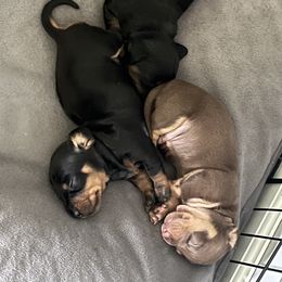 Dachshund puppies from Bergamo’s  Dachshunds & Beagles