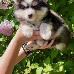 Pomsky Puppies from Dollhouse Pomskies